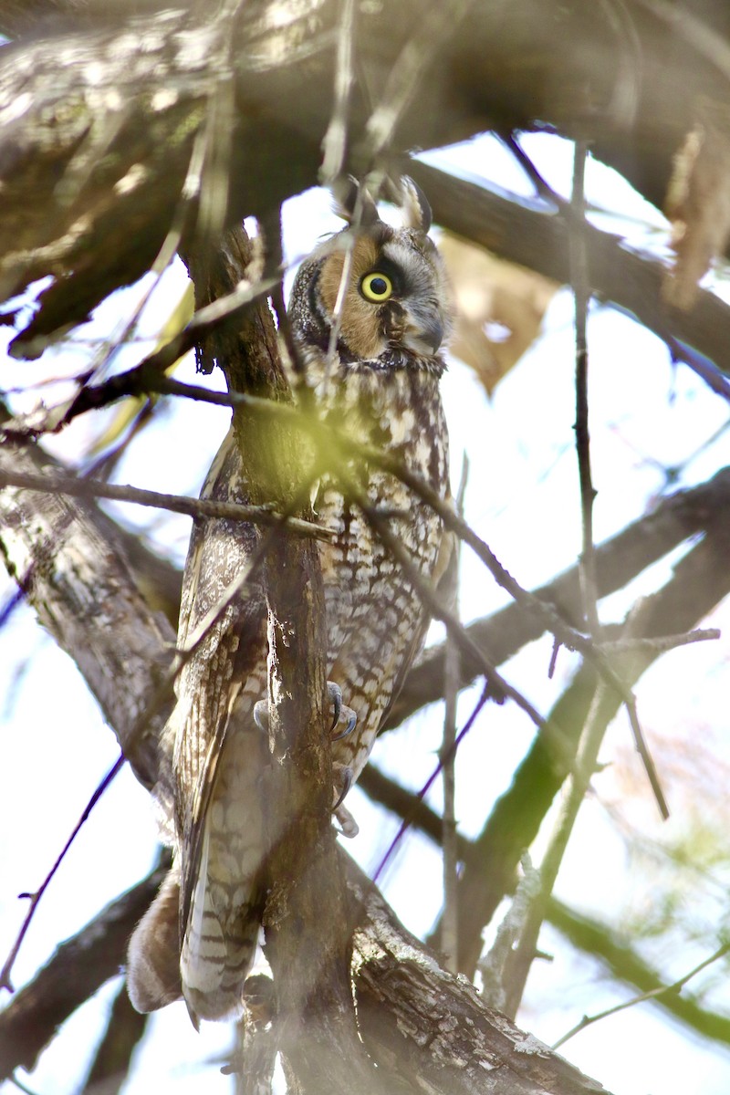 Long-eared Owl - ML627199134