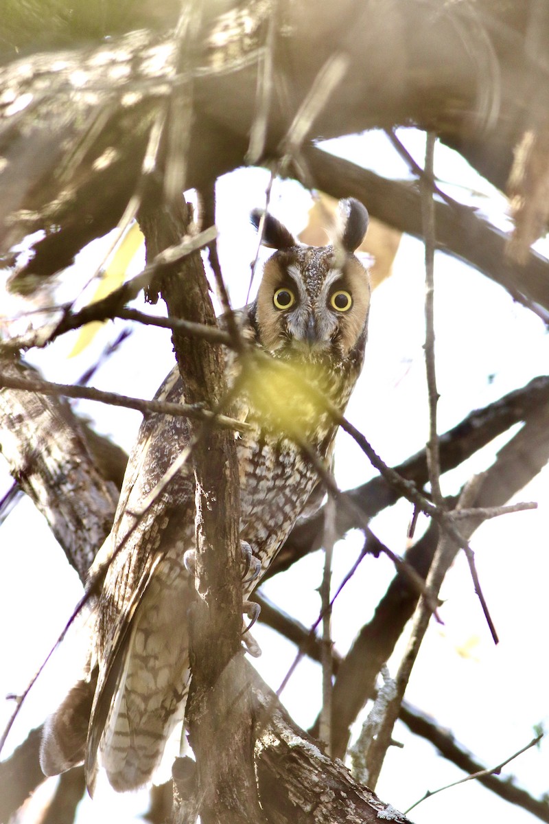 Long-eared Owl - ML627199135