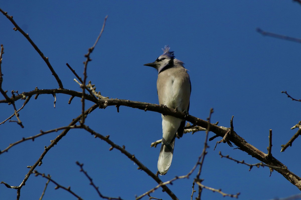 Blue Jay - ML627199157