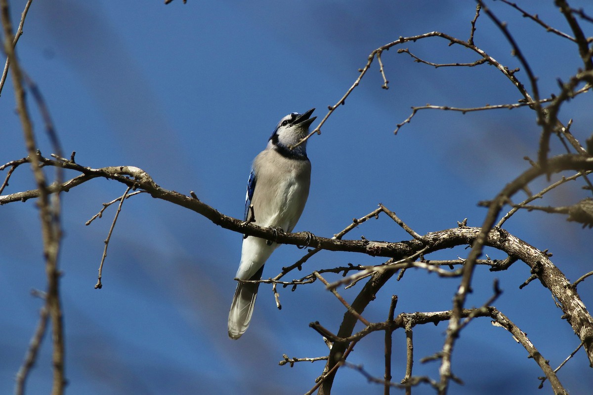 Blue Jay - ML627199158