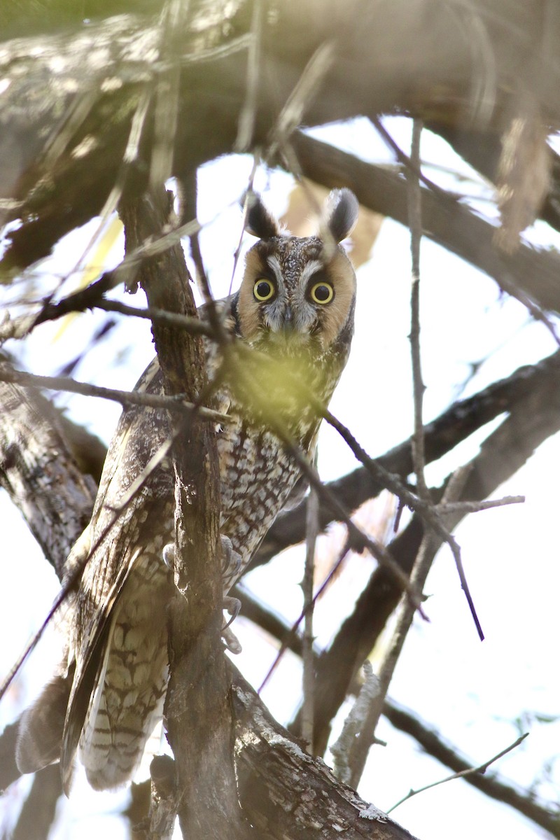 Long-eared Owl - ML627199176
