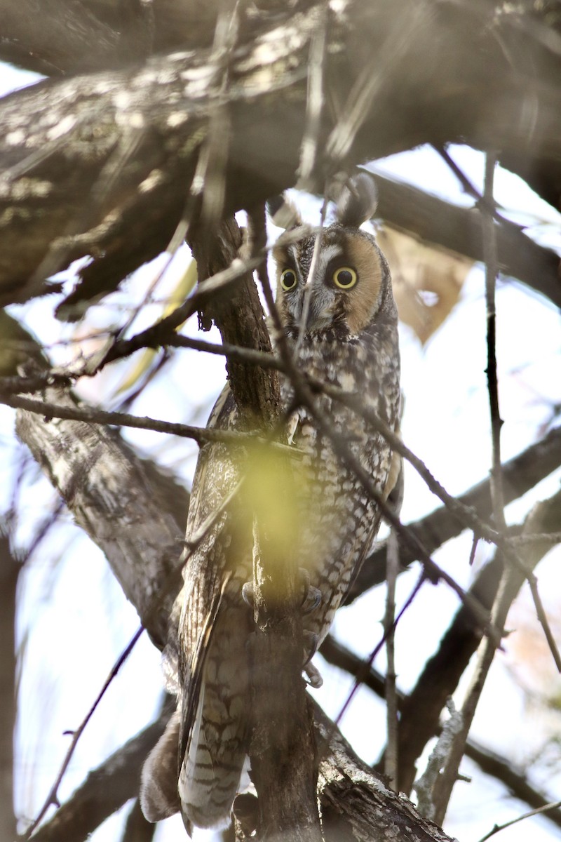 Long-eared Owl - ML627199177