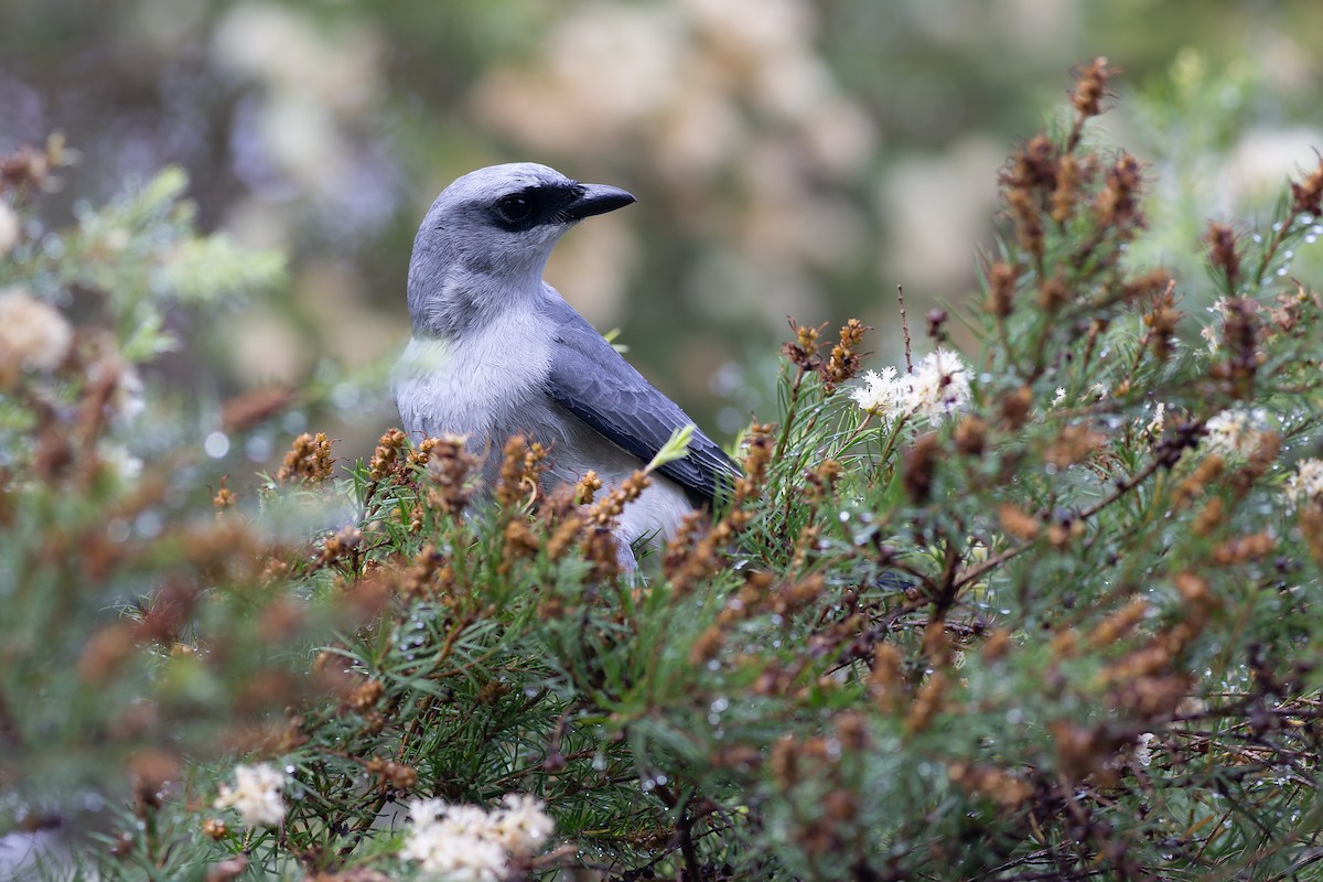 White-bellied Cuckooshrike - ML627199178