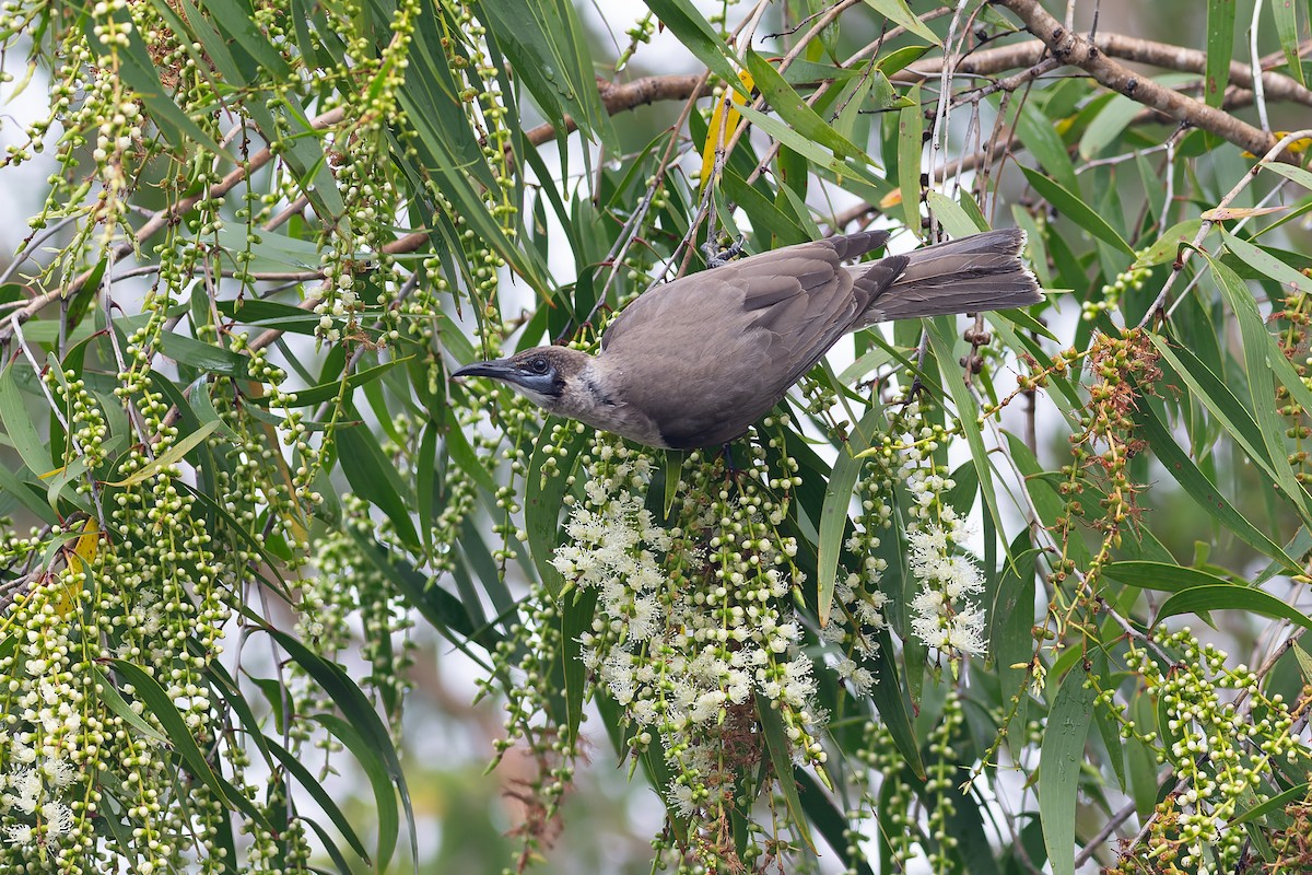 Little Friarbird - ML627199179