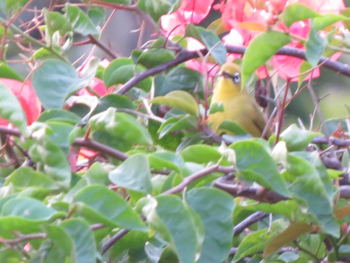 Lemon-bellied White-eye - ML627199209