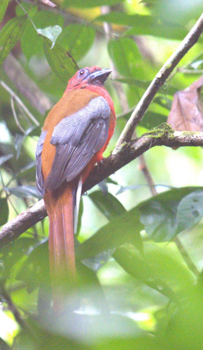 Rotkopftrogon - ML627199223