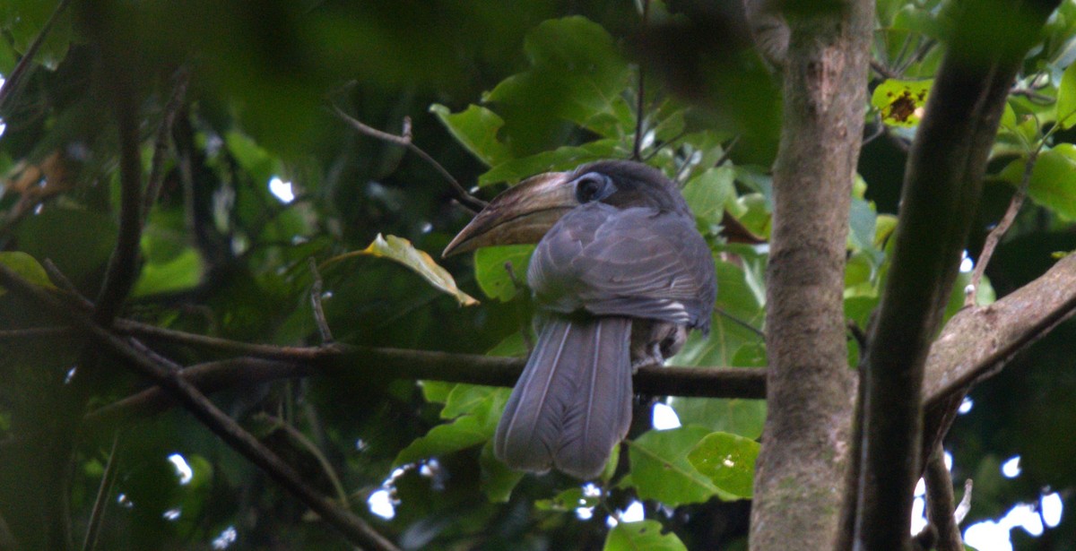 Brown Hornbill - ML627199234