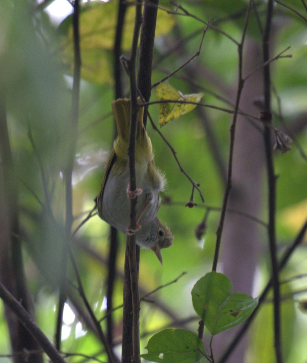 White-bellied Erpornis - ML627199237