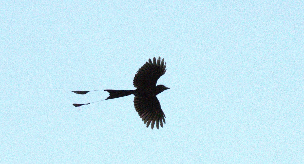 Greater Racket-tailed Drongo - ML627199241