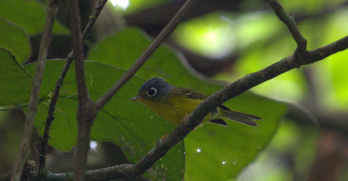 Gray-cheeked Warbler - ML627199247