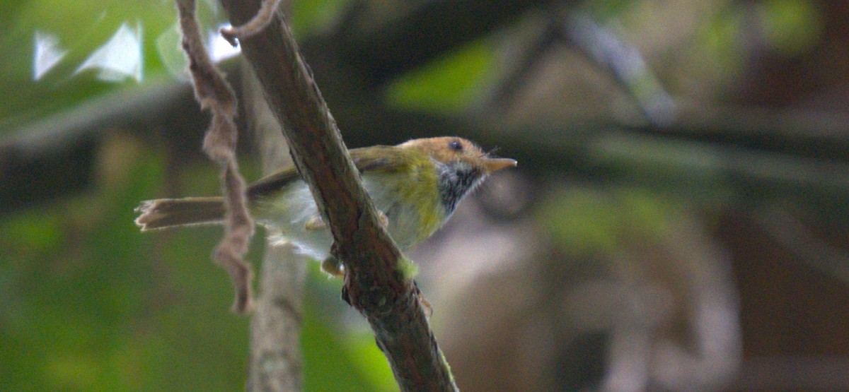 Rufous-faced Warbler - ML627199261