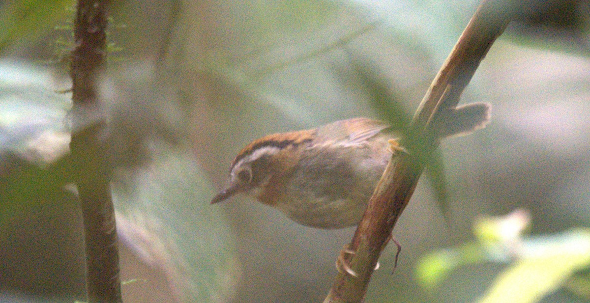 Rufous-throated Fulvetta - ML627199268