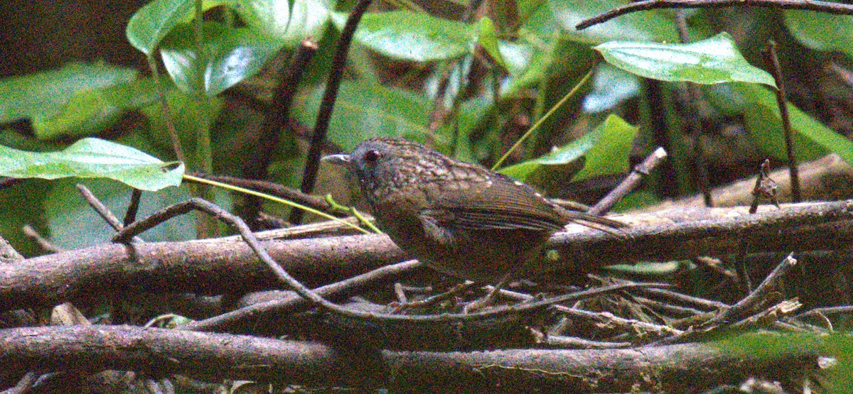 Streaked Wren-Babbler - ML627199276