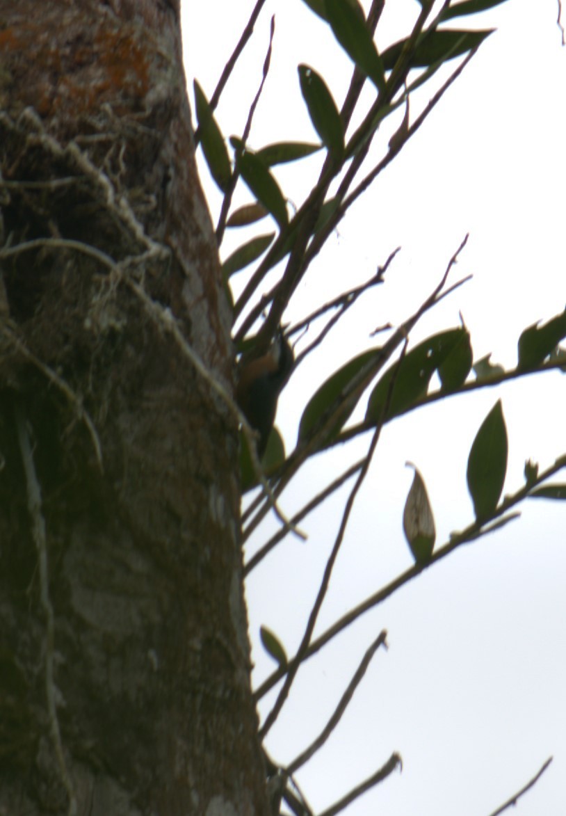 Chestnut-bellied Nuthatch - ML627199280