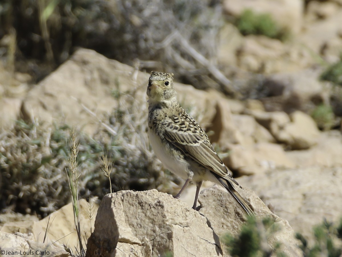 Turkestan Short-toed Lark - ML627199561