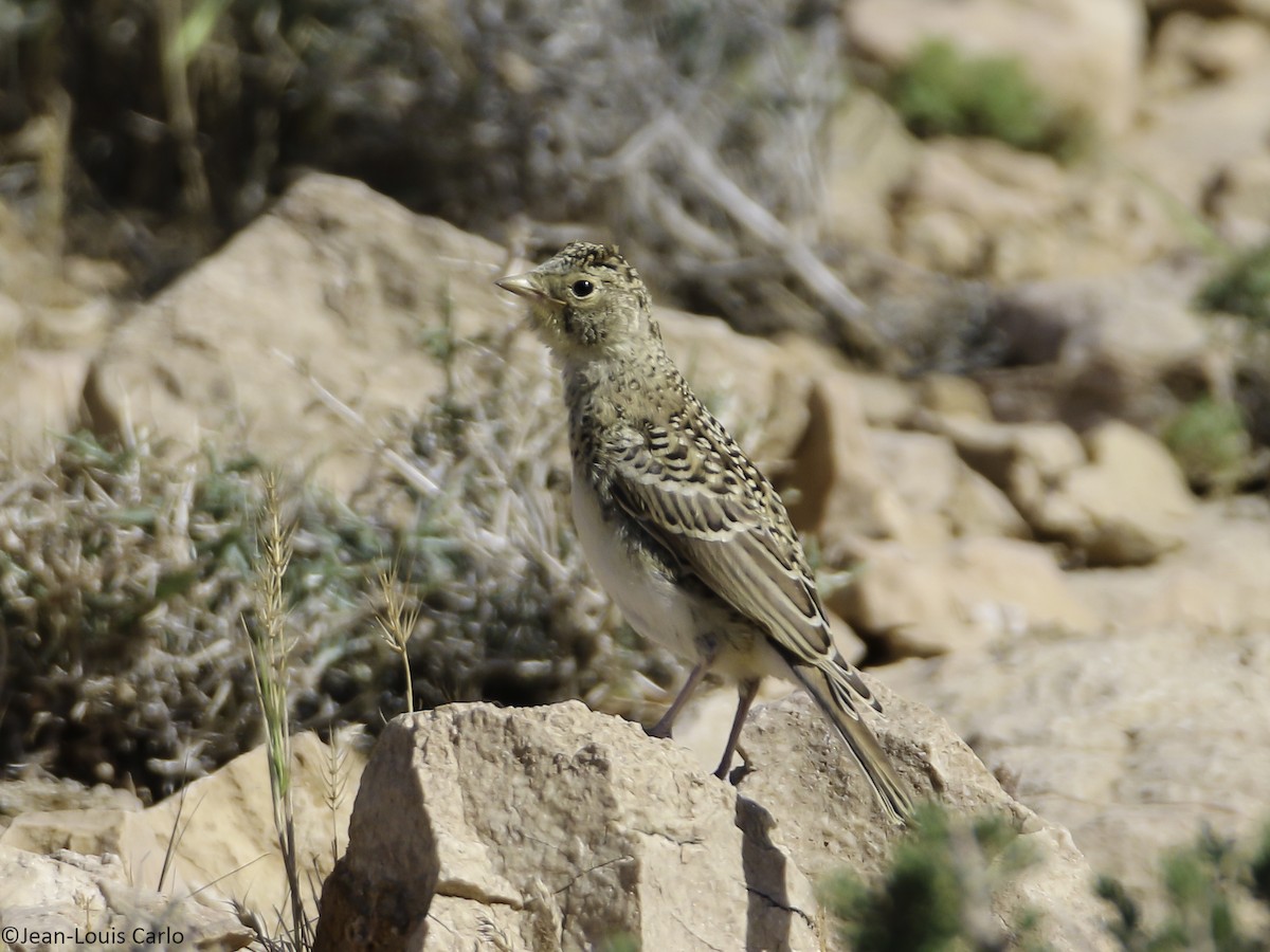 Turkestan Short-toed Lark - ML627199563