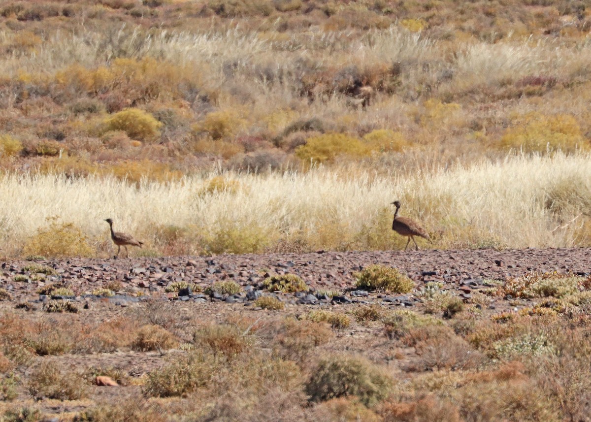 Karoo Bustard - ML627199627