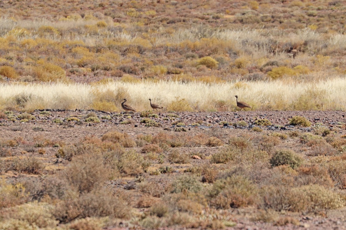 Karoo Bustard - ML627199628