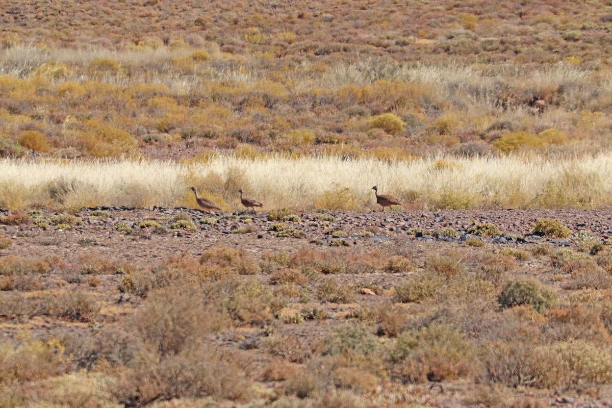 Karoo Bustard - ML627199629