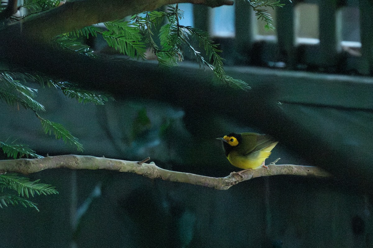 Hooded Warbler - ML627199778