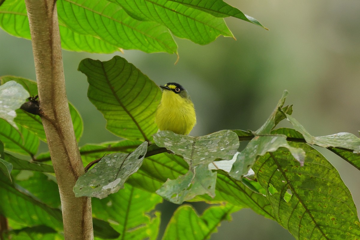 Gray-headed Tody-Flycatcher - ML627199901