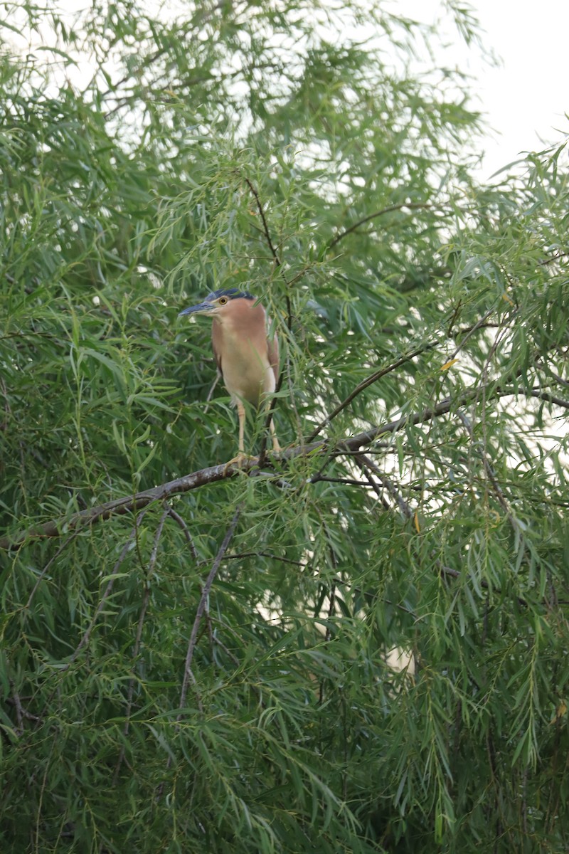 Nankeen Night Heron - ML627199997