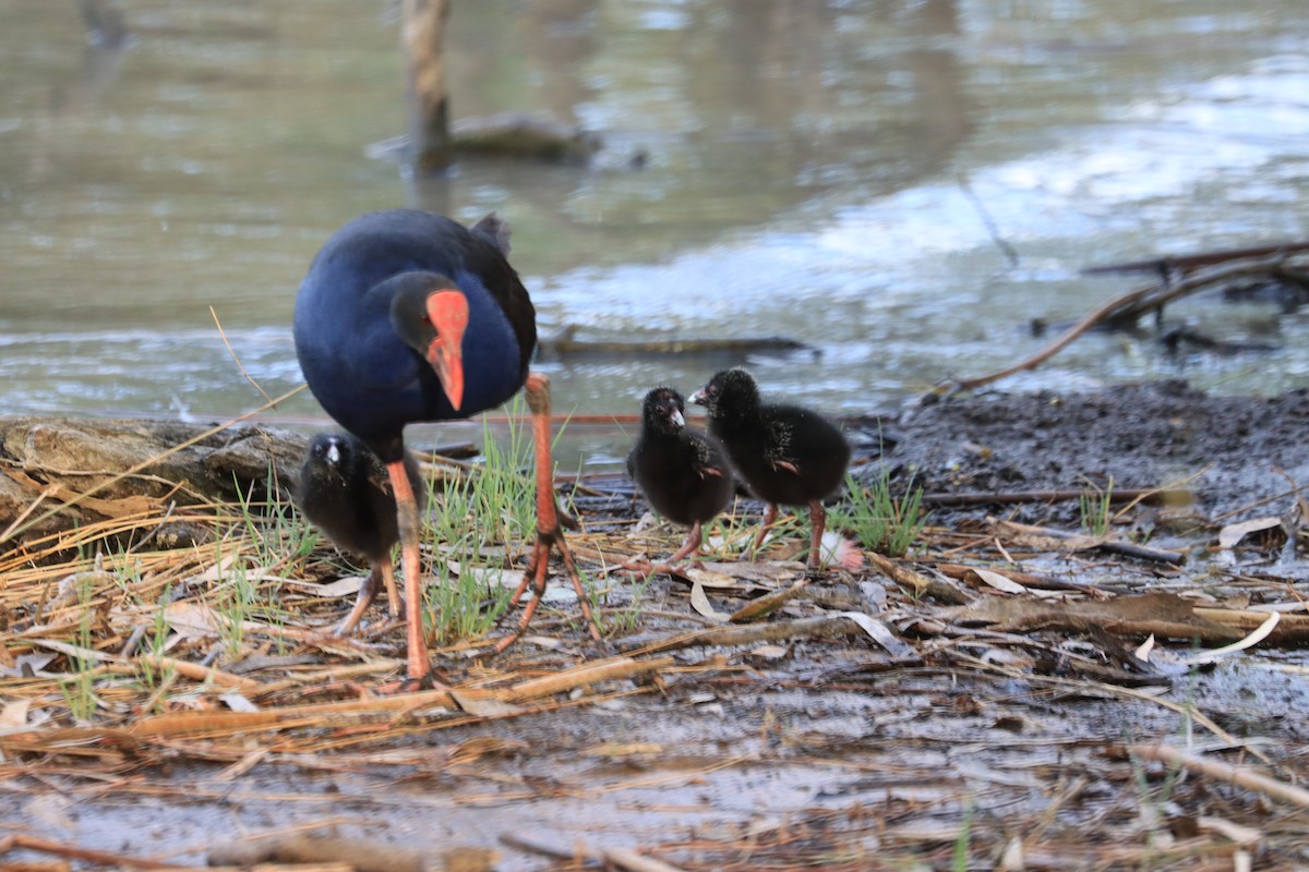 Australasian Swamphen - ML627199999
