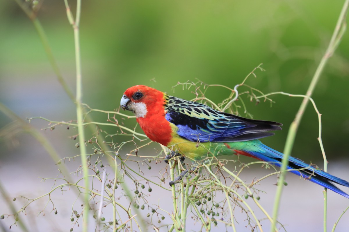 Eastern Rosella - ML627200001