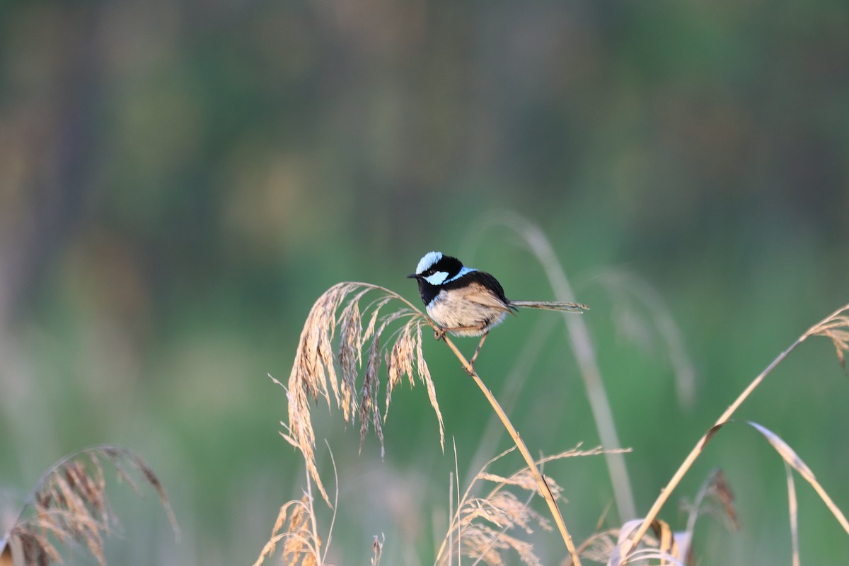 Superb Fairywren - ML627200002