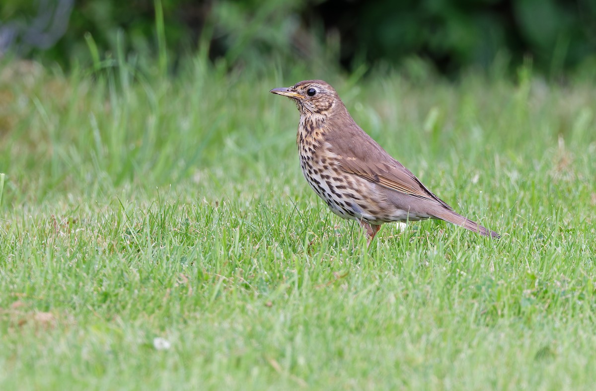 Song Thrush - ML627200061