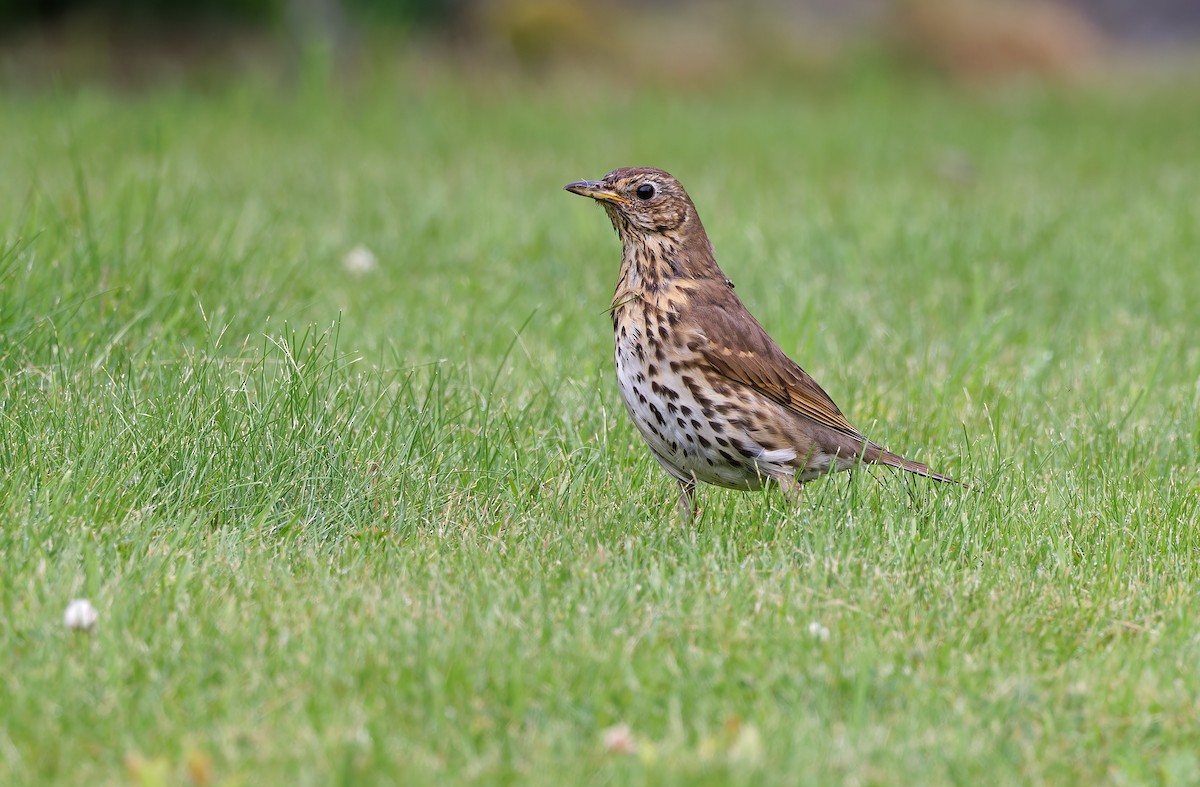 Song Thrush - ML627200062