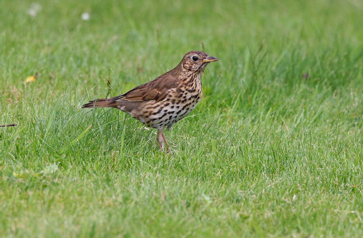 Song Thrush - ML627200063