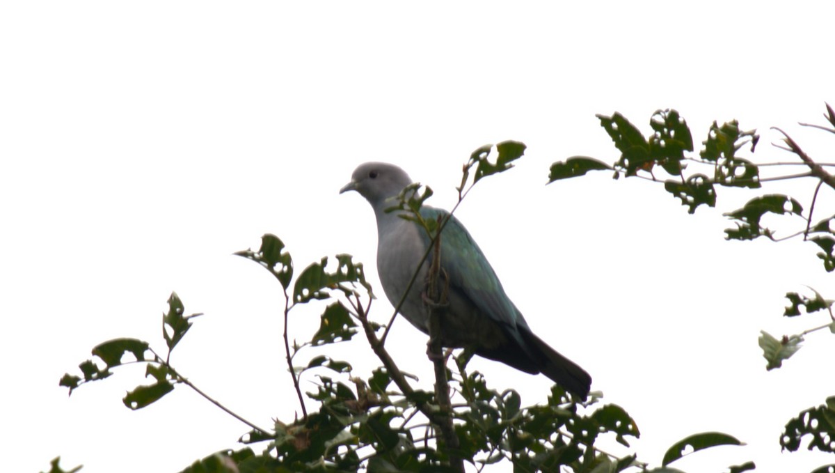 Green Imperial-Pigeon - ML627200072