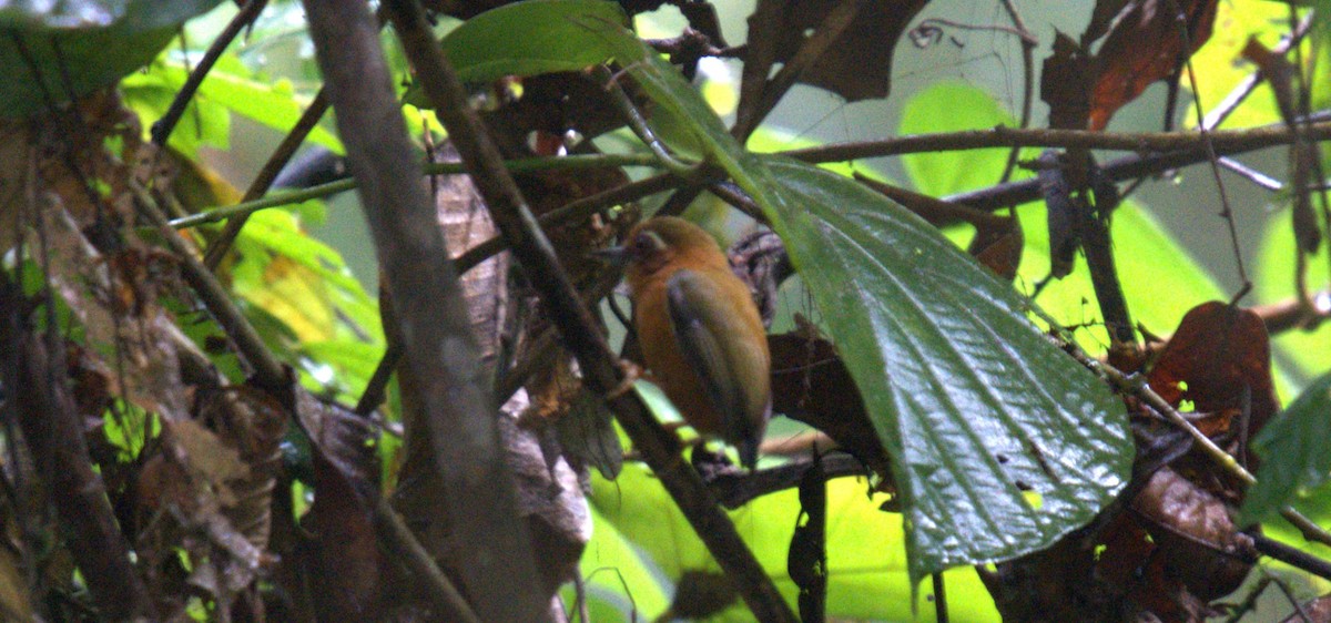 White-browed Piculet - ML627200084