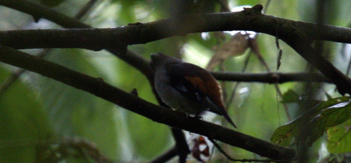 Gray-lored Broadbill - ML627200086