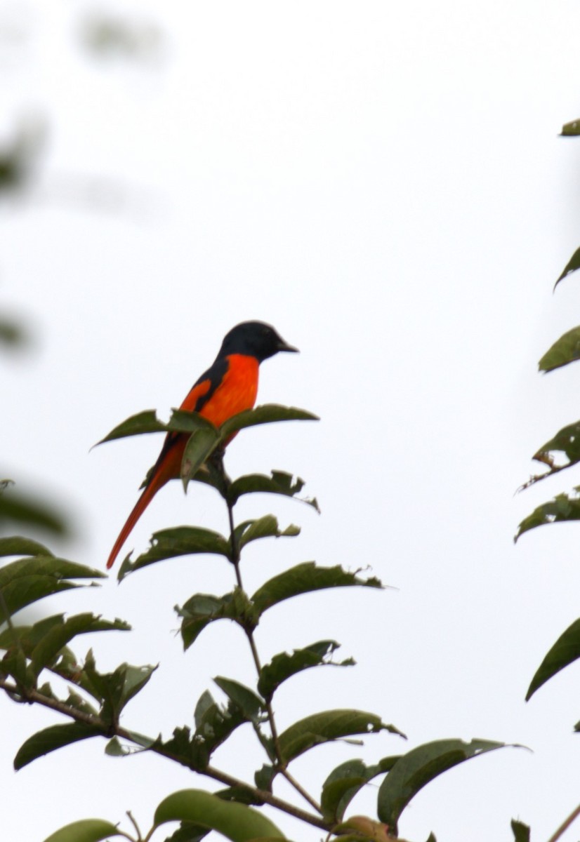 Scarlet Minivet - ML627200091