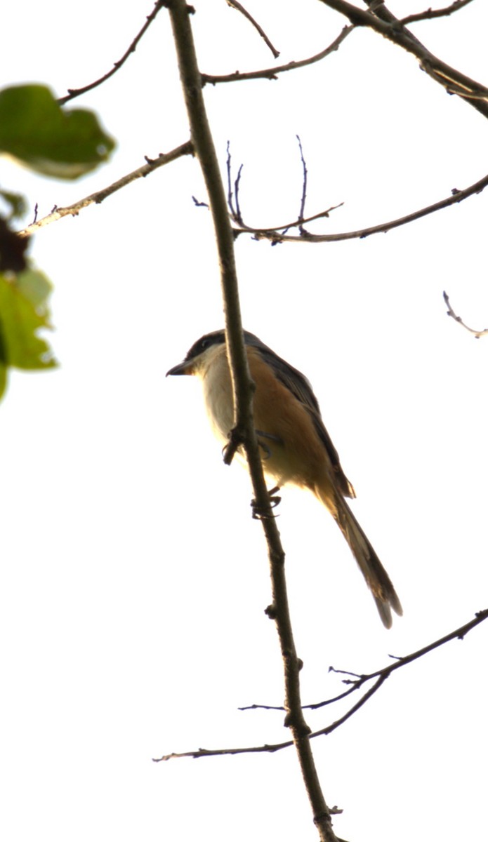 Gray-backed Shrike - ML627200095