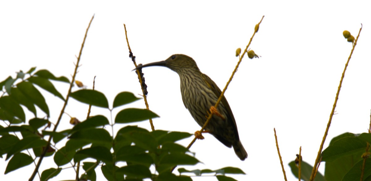 Streaked Spiderhunter - ML627200103