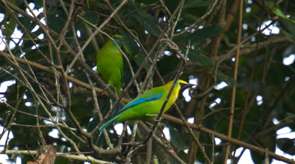 Blue-winged Leafbird - ML627200108