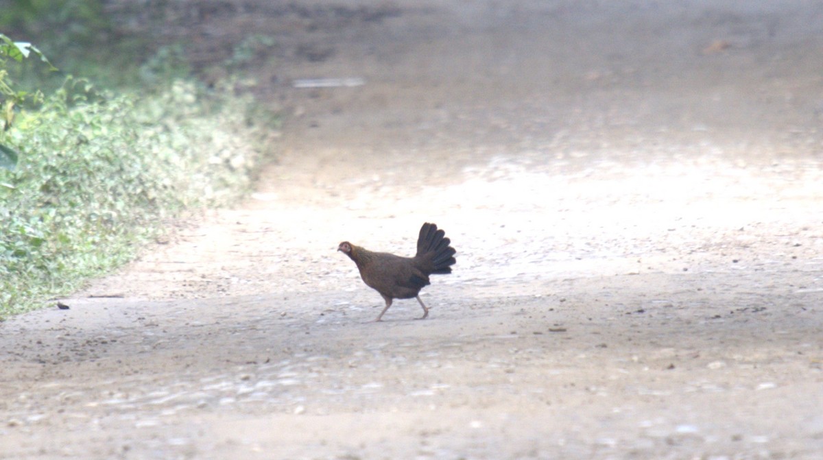 Red Junglefowl - ML627200139