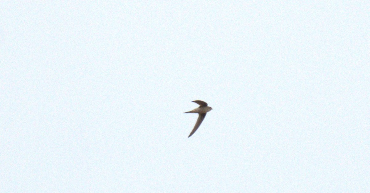 Asian Palm Swift - ML627200142