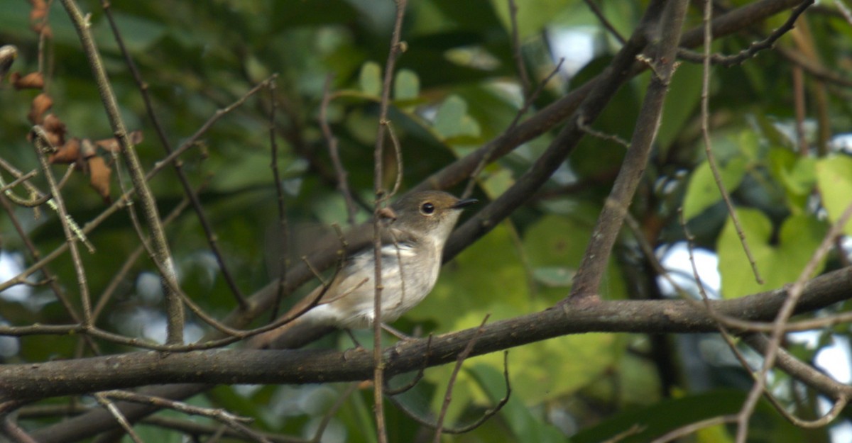 Little Pied Flycatcher - ML627200156