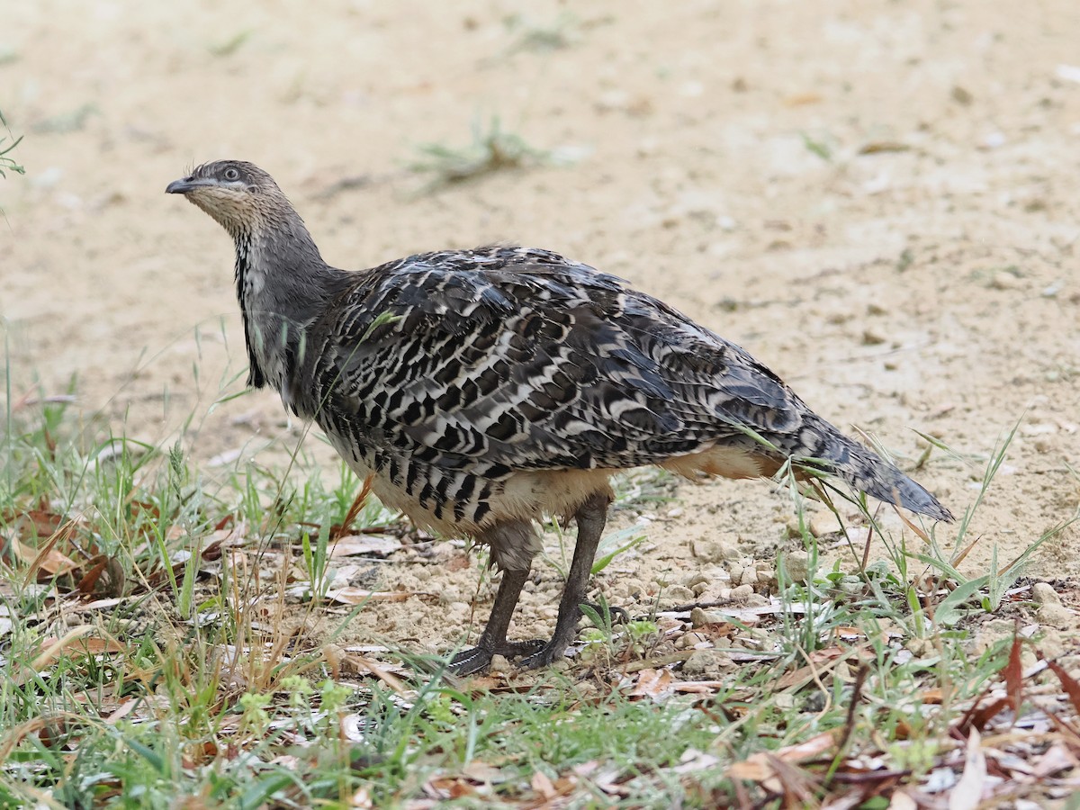 Malleefowl - ML627200158