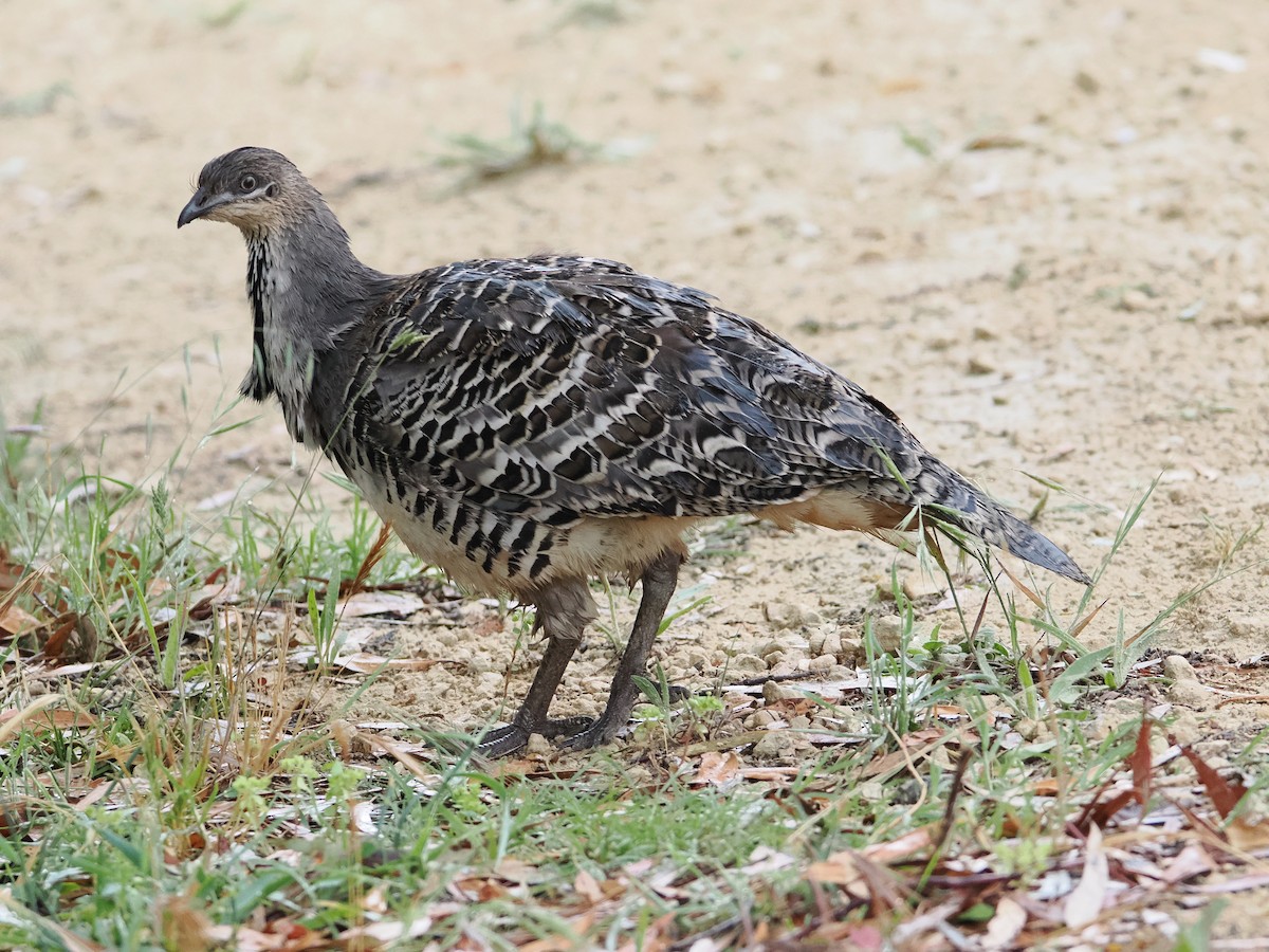 Malleefowl - ML627200159