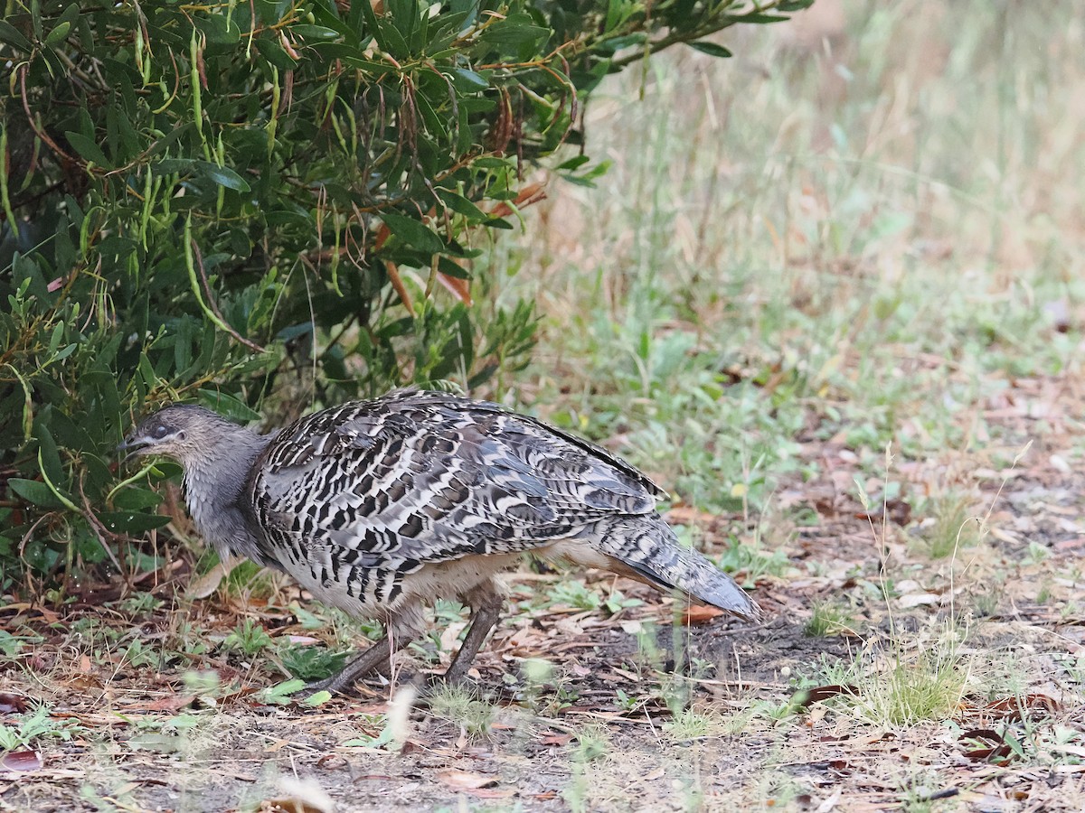 Malleefowl - ML627200160