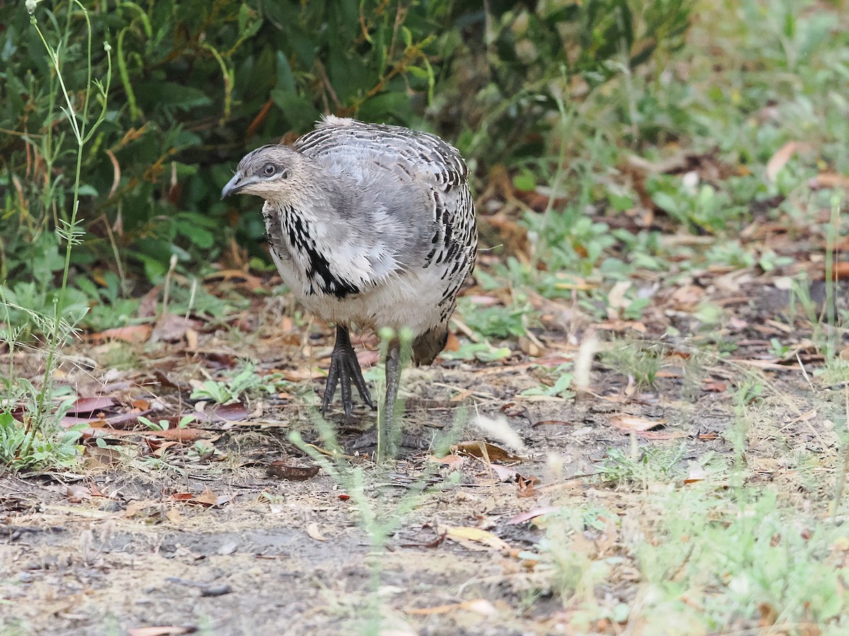 Malleefowl - ML627200161