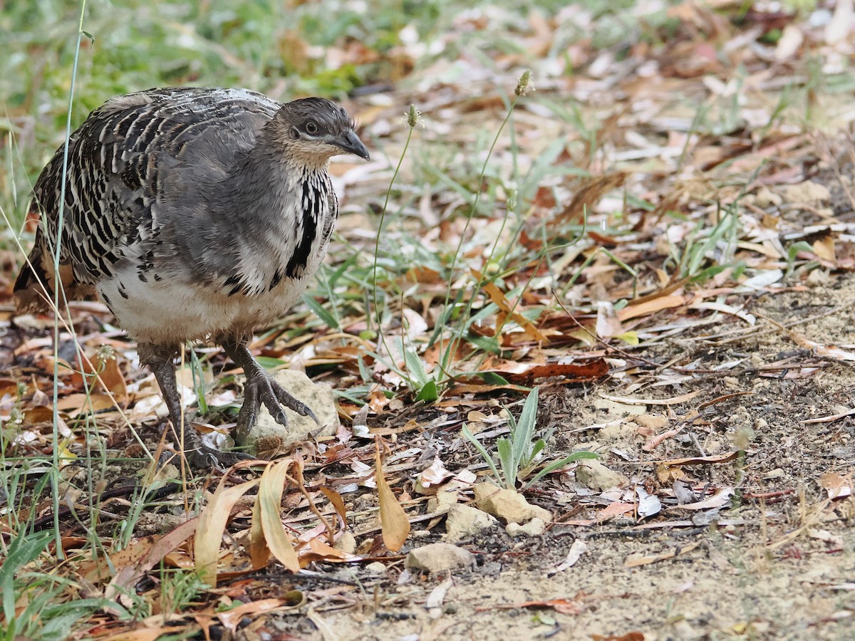 Malleefowl - ML627200162