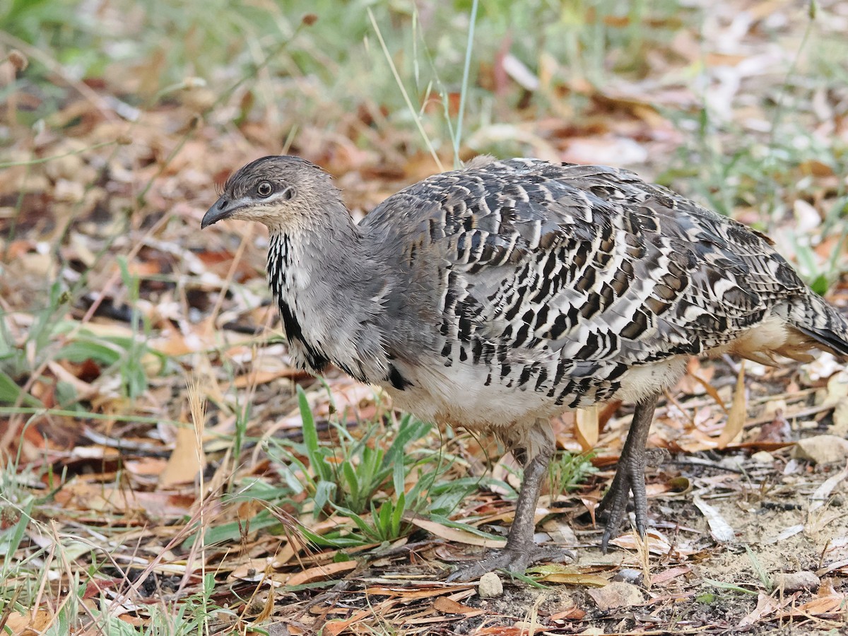 Malleefowl - ML627200163