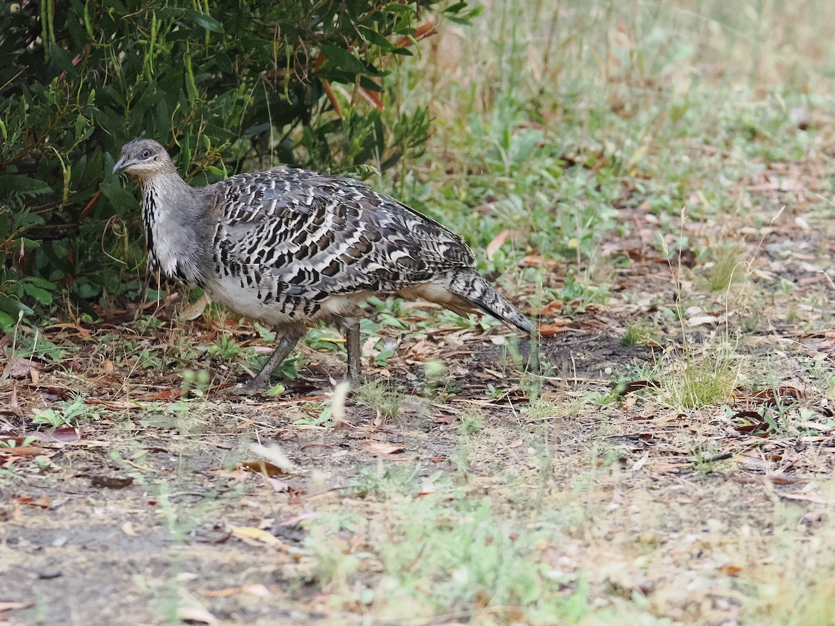 Malleefowl - ML627200164