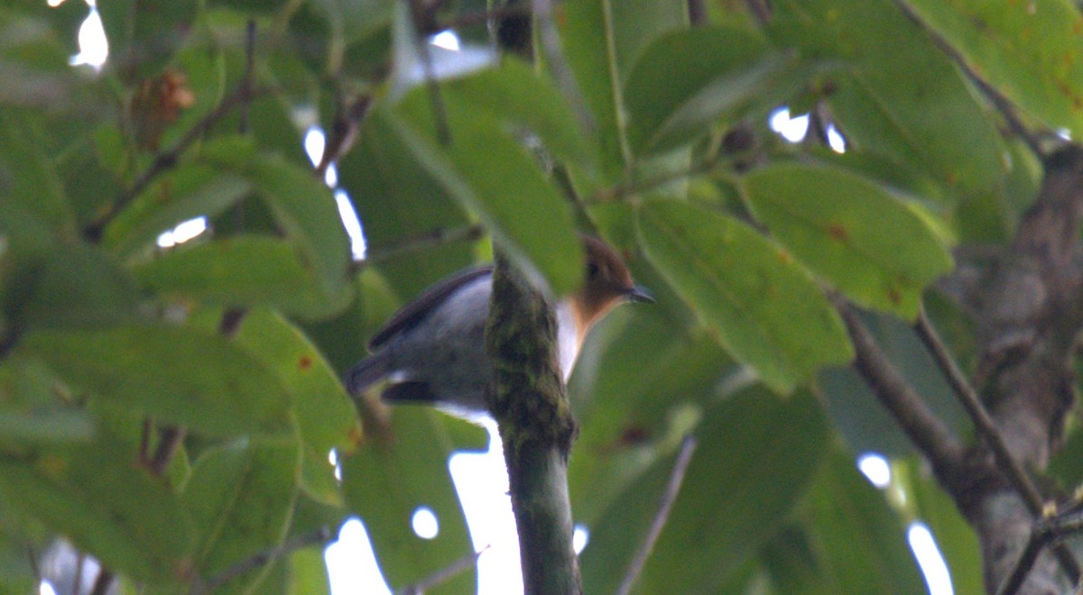 Sapphire Flycatcher - ML627200168